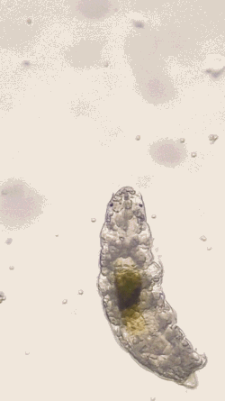 Tardigrade walking (Hypsibius exemplaris)