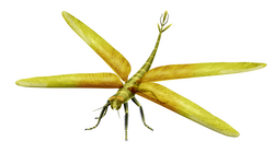 The giant Upper Carboniferous dragonfly relative, Meganeura monyi, attained a wingspan around 680 millimetres (27 inches).[8]