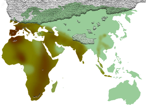 Map showing the approximate distribution of cultures using bifaces during the Middle Pleistocene (Acheulean)[53] Areas with bifaces Areas without bifaces