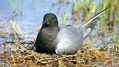 The black tern breeds on inland marshes.