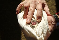 Antechinus agilis showing offspring inside pouch