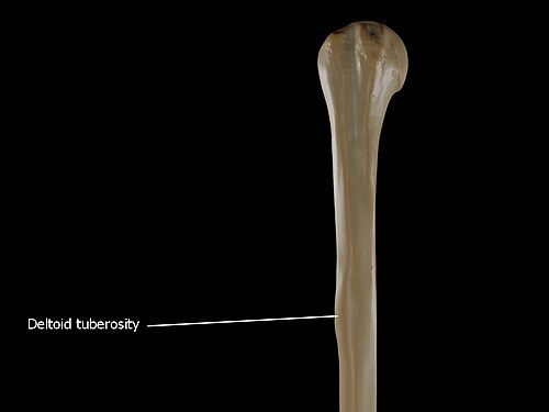 Deltoid tuberosity of the humerus