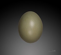 Phasianus colchicus egg at MHNT