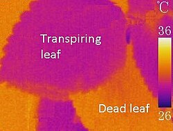 Infrared image showing the importance of transpiration in keeping leaves cool.
