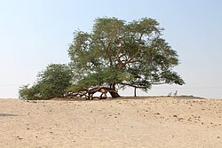 The Tree of Life, a 9.75 metre high Prosopis cineraria tree that is over 400 years old