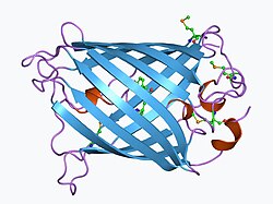 The hydromedusa Aequorea victoria was the source of green fluorescent protein, studied for its role in bioluminescence and later for use as a marker in genetic engineering.