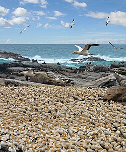 Some pterosaurs may have reproduced in colonies similar to those of modern seabirds