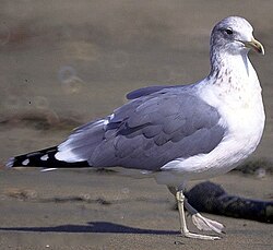 The California gull is the Utah state bird.