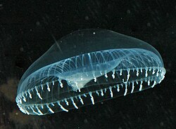 The bioluminescent crystal jellyfish Aequorea victoria