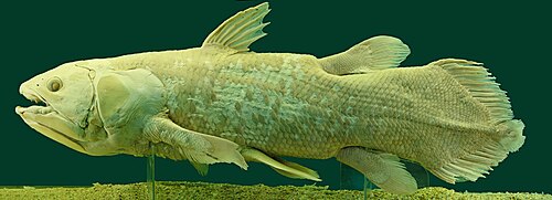 Preserved specimen of Latimeria chalumnae in the Natural History Museum, Vienna, Austria [length: 170 cm (67 in) – weight: 60 kg (130 lb)]. This specimen was caught on 18 October 1974, next to Salimani/Selimani (Grand Comoro, Comoro Islands) 11°48′40.7″S 43°16′3.3″E﻿ / ﻿11.811306°S 43.267583°E.