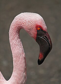 The arcuate bill of this lesser flamingo is adapted to bottom scooping.