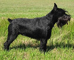 A black Standard Schnauzer with a docked tail