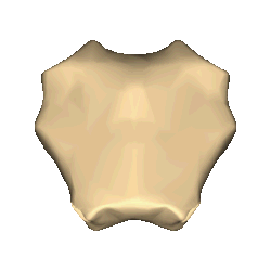 Shape of manubrium