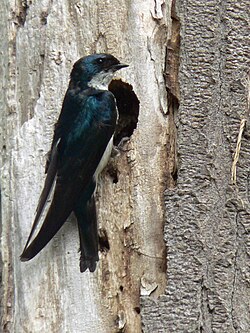 A tree swallow attending its nest in a tree cavity