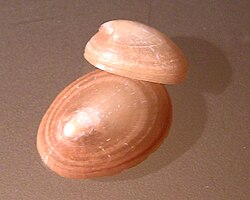 The blue-rayed limpet was named Patella pellucida in 1758.