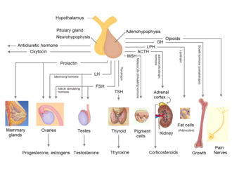 Pituitary hormones