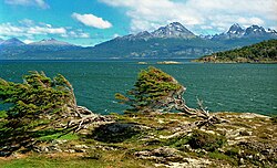 Nothofagus, Puerto Harberton (1997)