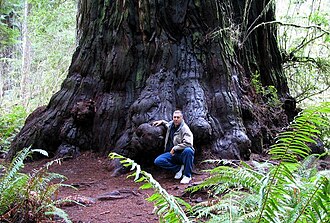 Redwood tree in northern California redwood forest: According to the National Park Service, "96 percent of the original old-growth coast redwoods have been logged."[26]