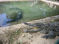 A crocodile, in a farm, gaping to thermoregulate
