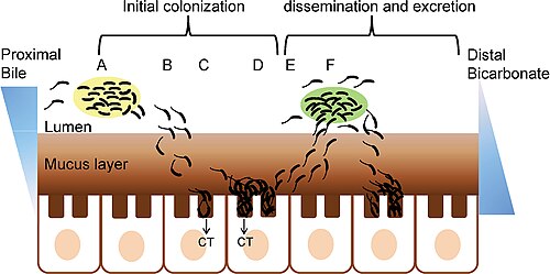 The role of biofilm in the intestinal colonization of Vibrio cholerae
