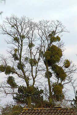 As a hemi-parasitic plant, the mistletoe in this tree exploits its host for nutrients and as a place to grow.