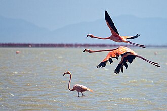 Flamingos in the Ciénaga de Los Olivitos, a Wildlife Refuge and Fishing Reserve in the Municipality of Miranda