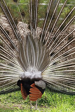 A rear view of an Indian peacock's true tail and elongated uppertail covert feathers