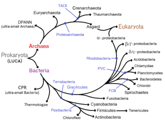 Phylogenetic tree showing the diversity of bacteria, compared to other organisms. Here bacteria are represented by three main supergroups: the CPR ultramicrobacterias, Bacillati and Gracilicutes according to 2019 genomic analyses[185]