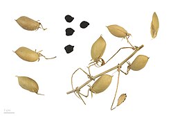 Cicer arietinum noir – MHNT