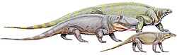 Cotylorhynchus (background), Ophiacodon and Varanops were early synapsids that lived until the Early Permian.