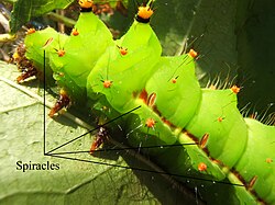 Fig. 16. Photographic representation of spiracles.