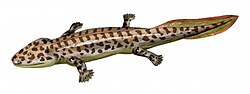 Acanthostega changed views about the early evolution of tetrapods.[234]