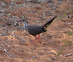 Subdesert mesite, Monias benschi
