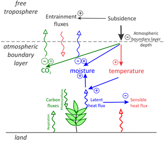 Interactions between the carbon (green), water (blue) and heat (red) cycles in the coupled land–ABL system. As the atmospheric boundary layer decreases in height due to subsidence, it experiences an increase in temperature, a reduction in moisture, and a depletion of CO2. This implies a reaction of the land surface ecosystem that will evapotranspire (evaporation from the soil and transpiration from plants) more, to compensate for this loss of moisture in the lower layer, but gradually causing a drying of the soil. (Source: Combe, M., Vilà-Guerau de Arellano, J., Ouwersloot, H. G., Jacobs, C. M. J., and Peters, W.: Two perspectives on the coupled carbon, water and energy exchange in the planetary boundary layer, Biogeosciences, 12, 103–123, .https://doi.org/10.5194/bg-12-103-2015, 2015)