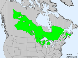Range map of jack pine, Pinus banksiana