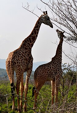 Giraffe in Akagera National Park