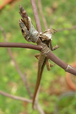 A lizard impaled on a thorn by a shrike for later consumption.