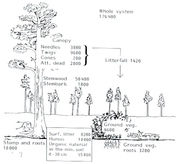 A budget for organic matter in a mature (120-year-old) Scots pine monoculture (SWECON site). Based on data from Andersson et al.(1980). Units are in kg of organic matter per ha. Att. -attached; Surf. -surface; min. -mineral; and veg. -vegetation[20]