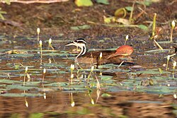 Sungrebe