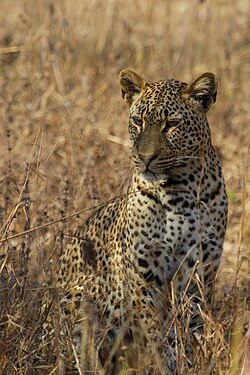 African leopard in South Luangwa National Park, Zambia