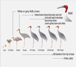 Age and plumage changes
