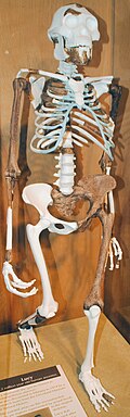 A. afarensis - walking posture