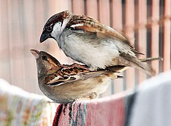 A pair of the Indian subspecies (P. d. indicus) mating in Kolkata