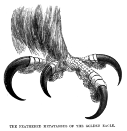The foot and talons of a golden eagle