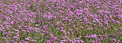 Phlox drummondii along the margin of a north Florida highway