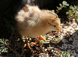 Like many precocial hatchlings, domestic chickens are already covered with a coat of downy feathers when they hatch.