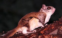 A southern flying squirrel