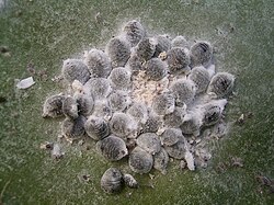 A cluster of Dactylopius coccus (cochineal scale) females growing in Barlovento, Canary Islands