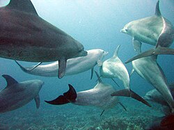 A pod of Indo-Pacific bottlenose dolphins in the Red Sea