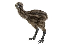 Model of a juvenile coastal moa (Euryapteryx curtus)